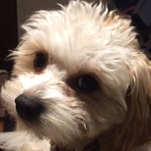 Meet your Posher, Carolynn